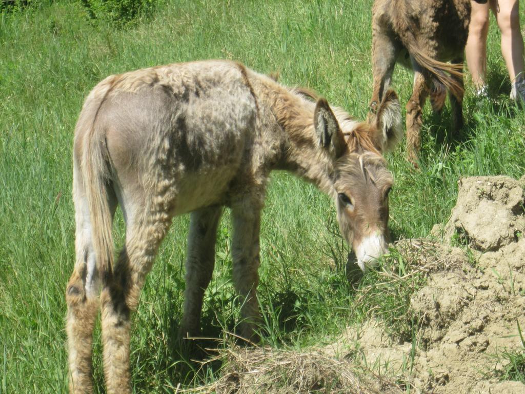 Le Spighe Agriturismo Cesena Eksteriør bilde